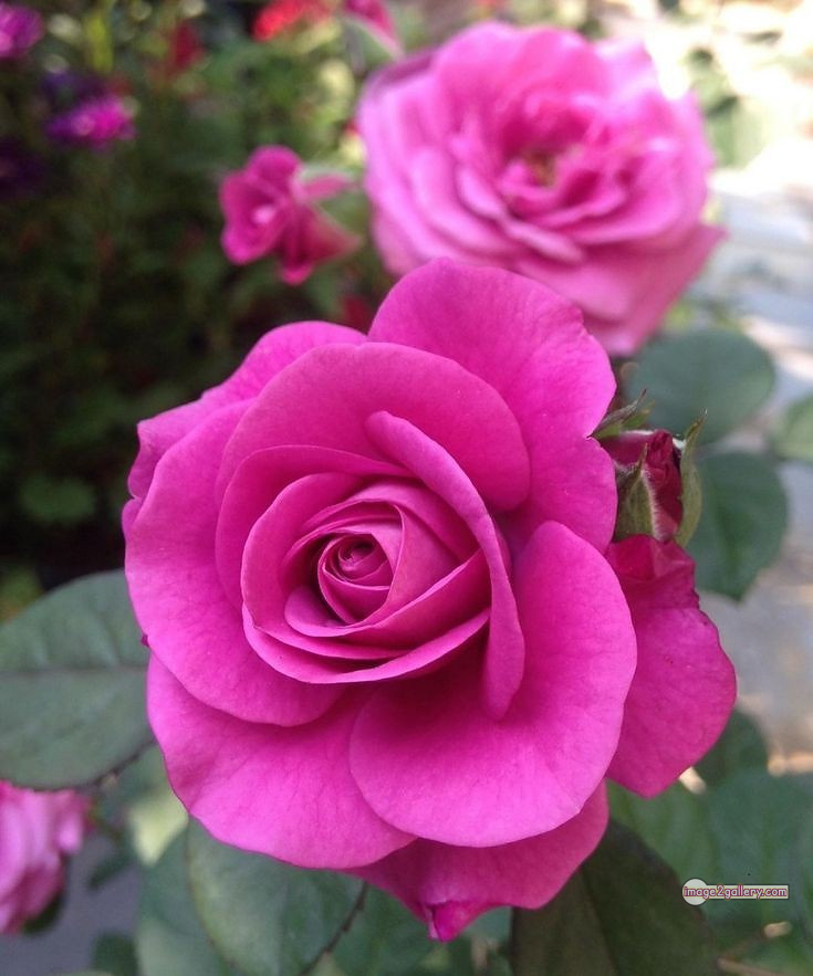 3300+ Beautiful Rose Flowers Image | Rose Flower HD Pic Download | 458 pink rose flower bouquet -(15)