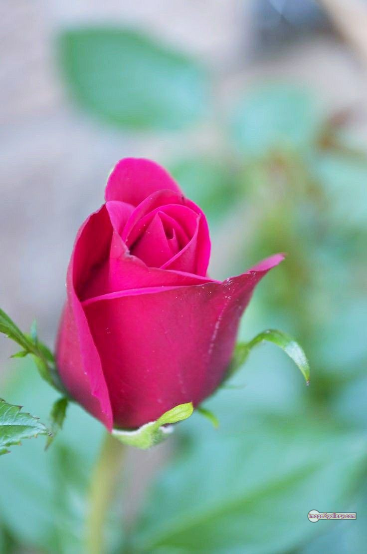 3300+ Beautiful Rose Flowers Image | Rose Flower HD Pic Download | 2587 pink rose flower bouquet -(16)