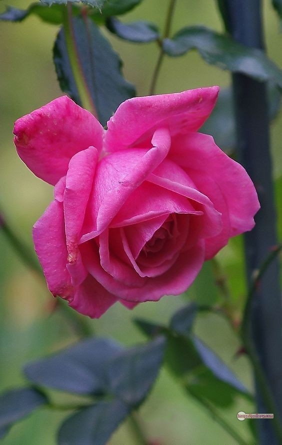 3300+ Beautiful Rose Flowers Image | Rose Flower HD Pic Download | 538 pink rose flower bouquet -(17)
