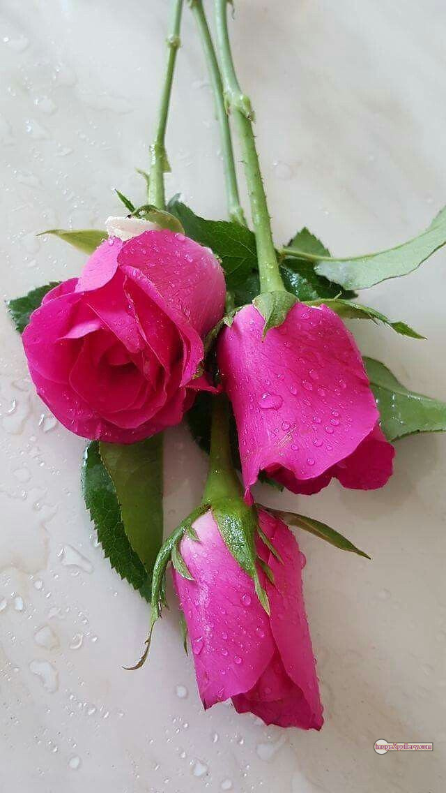 3300+ Beautiful Rose Flowers Image | Rose Flower HD Pic Download | 355 pink rose flower bouquet -(18)