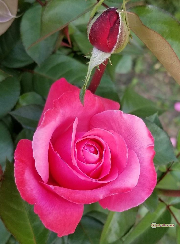 3300+ Beautiful Rose Flowers Image | Rose Flower HD Pic Download | 2749 pink rose flower bouquet -(19)
