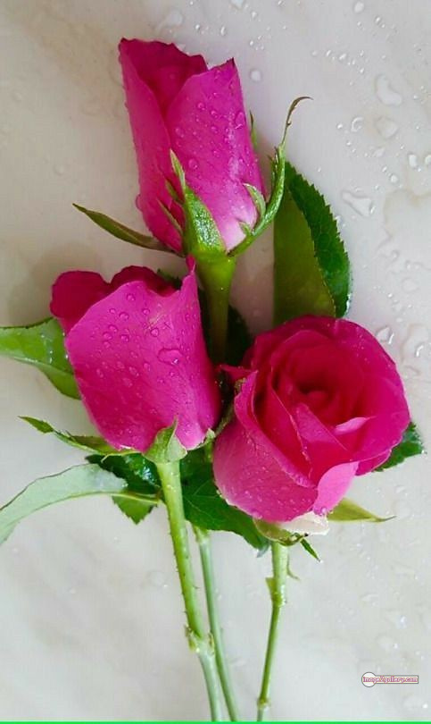 3300+ Beautiful Rose Flowers Image | Rose Flower HD Pic Download | 1477 pink rose flower bouquet -(20)