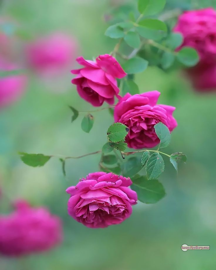 3300+ Beautiful Rose Flowers Image | Rose Flower HD Pic Download | 1448 pink rose flower bouquet -(21)