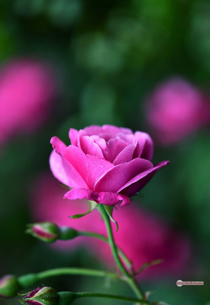 3300+ Beautiful Rose Flowers Image | Rose Flower HD Pic Download | 1447 pink rose flower bouquet -(22)