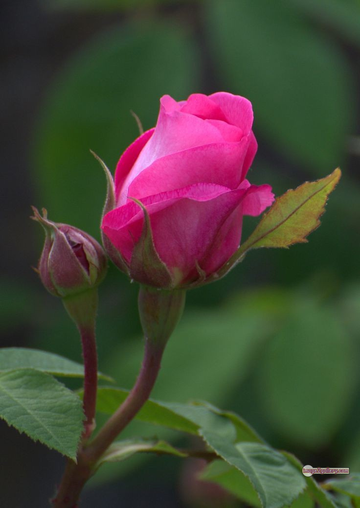 3300+ Beautiful Rose Flowers Image | Rose Flower HD Pic Download | 2588 pink rose flower bouquet -(23)