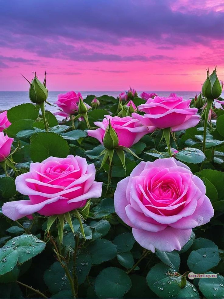 3300+ Beautiful Rose Flowers Image | Rose Flower HD Pic Download | 1363 pink rose flower bouquet -(24)