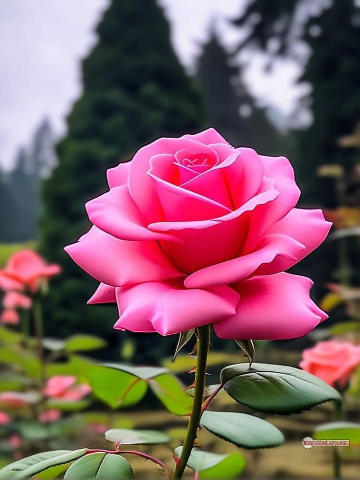 3300+ Beautiful Rose Flowers Image | Rose Flower HD Pic Download | 69 pink rose flower bouquet -(25)