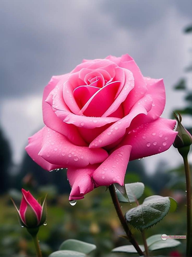 3300+ Beautiful Rose Flowers Image | Rose Flower HD Pic Download | 2591 pink rose flower bouquet 26 rose flower