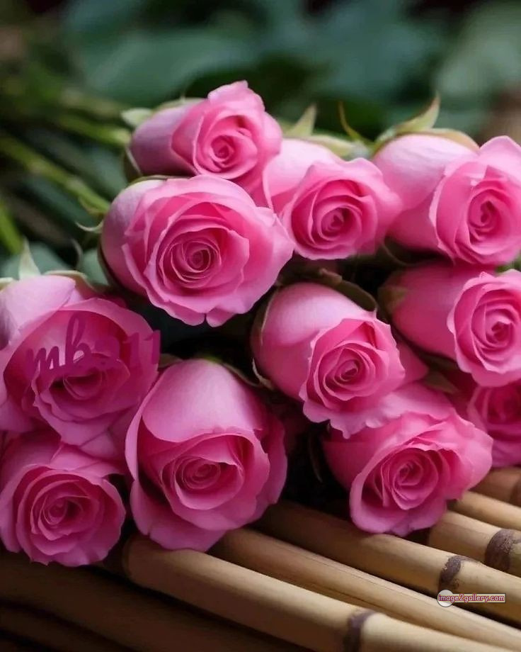 3300+ Beautiful Rose Flowers Image | Rose Flower HD Pic Download | 2510 pink rose flower bouquet -(4)