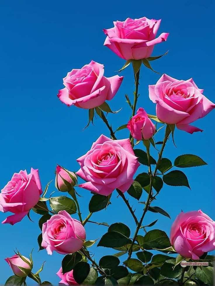 3300+ Beautiful Rose Flowers Image | Rose Flower HD Pic Download | 1408 pink rose flower bouquet -(6)