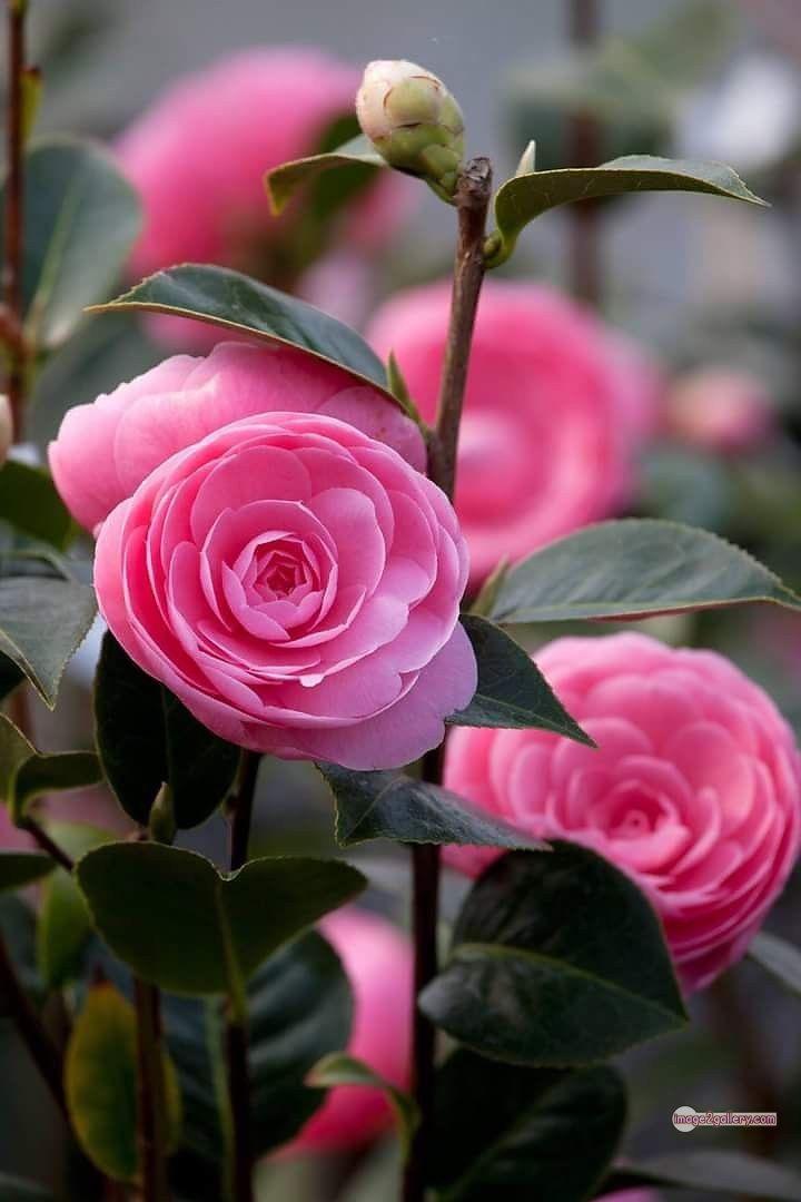 3300+ Beautiful Rose Flowers Image | Rose Flower HD Pic Download | 1471 pink rose flower bouquet -(7)
