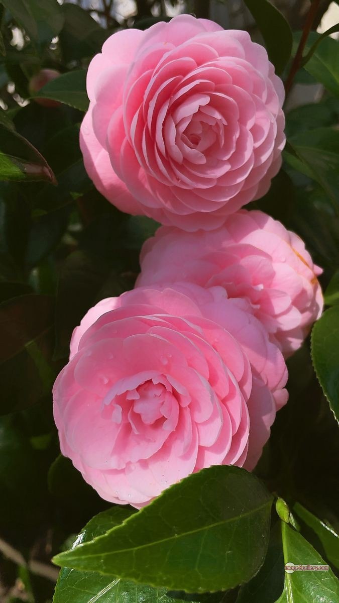 3300+ Beautiful Rose Flowers Image | Rose Flower HD Pic Download | 2590 pink rose flower bouquet -(8)