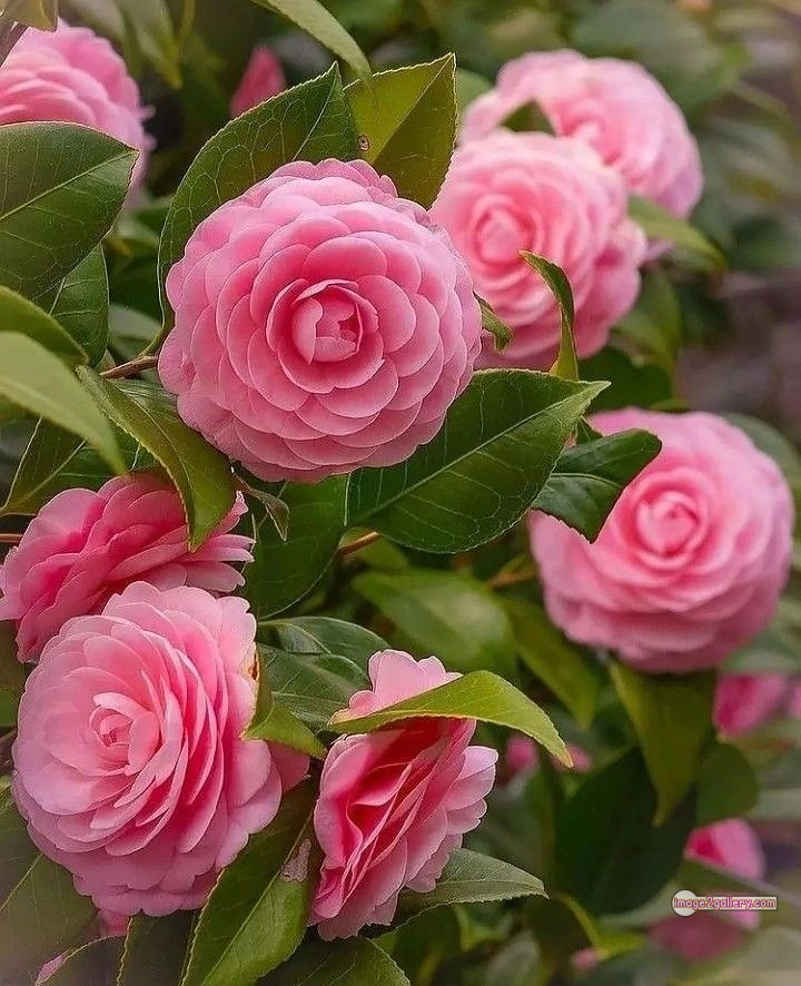 3300+ Beautiful Rose Flowers Image | Rose Flower HD Pic Download | 140 pink rose flower bouquet -(9)