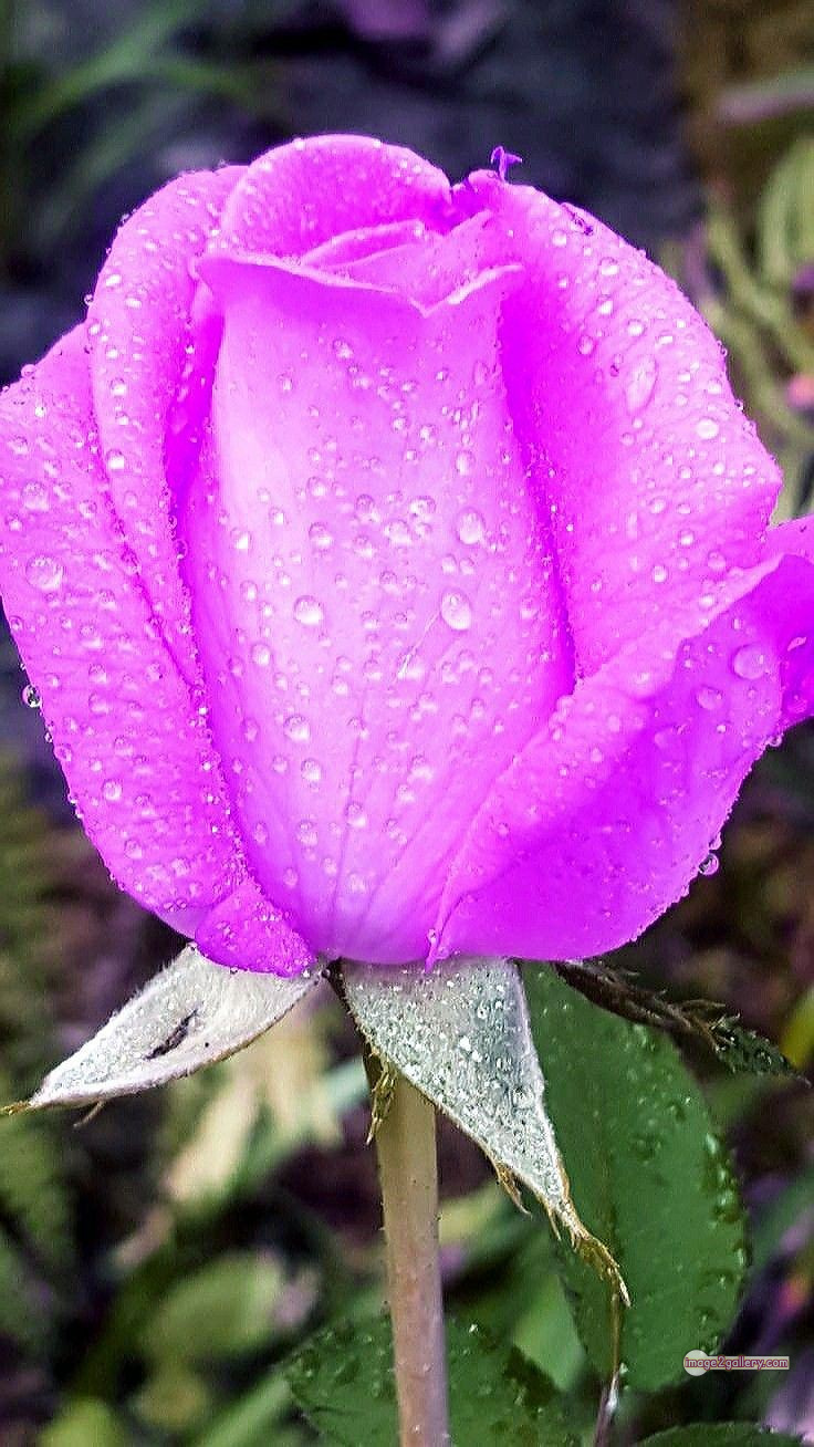 3300+ Beautiful Rose Flowers Image | Rose Flower HD Pic Download | 1129 pink rose light -
