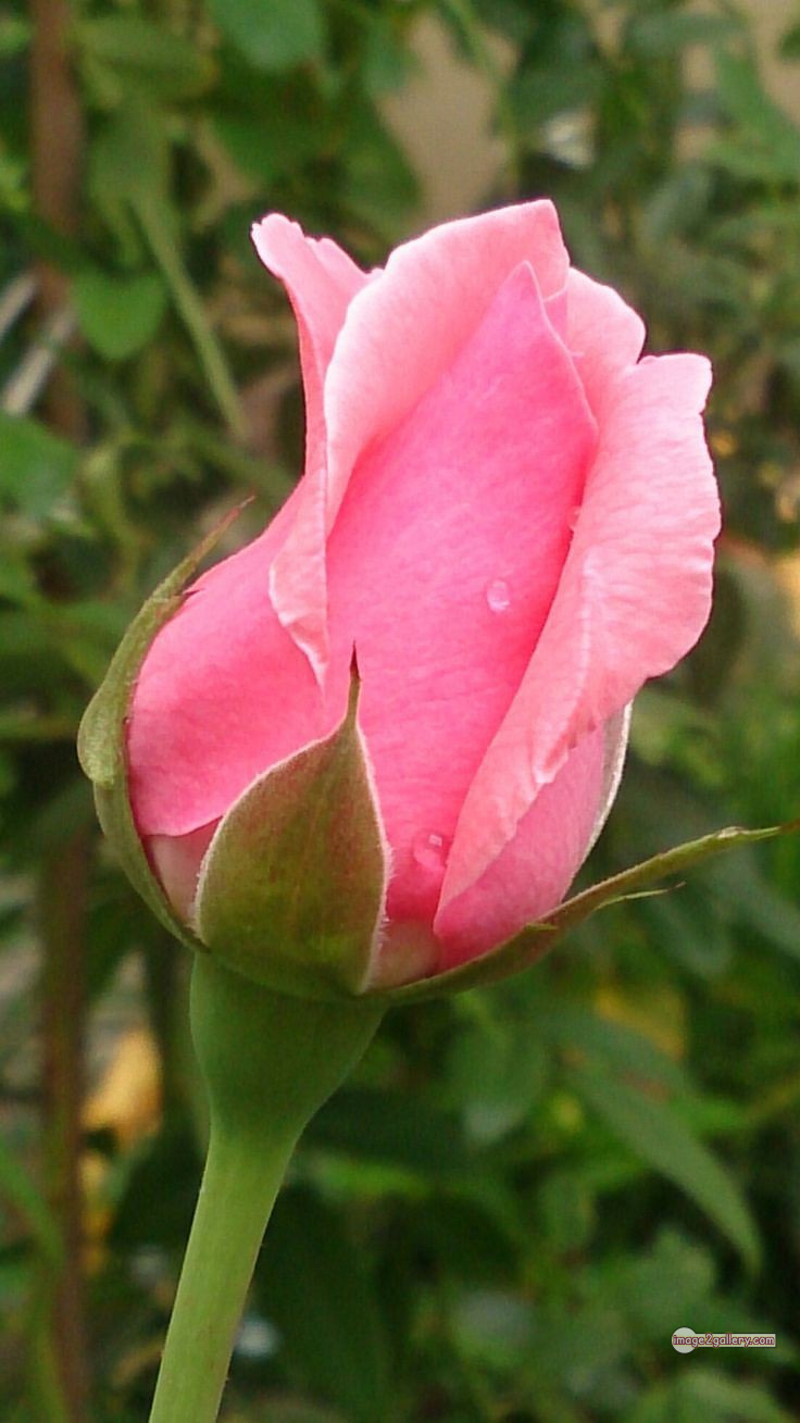 3300+ Beautiful Rose Flowers Image | Rose Flower HD Pic Download | 1655 pink rose light -(1)