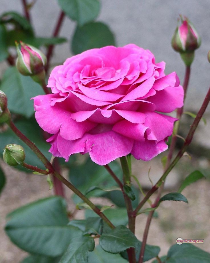 3300+ Beautiful Rose Flowers Image | Rose Flower HD Pic Download | 1054 pink rose light -(11)