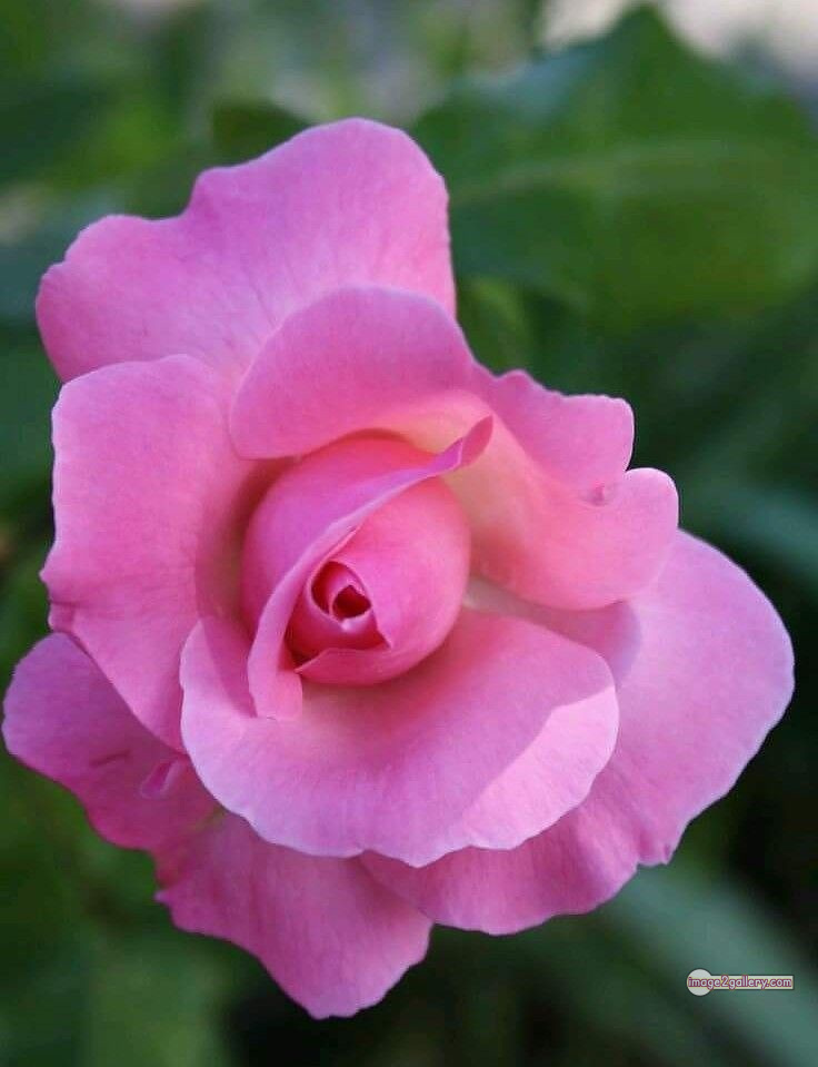 3300+ Beautiful Rose Flowers Image | Rose Flower HD Pic Download | 1071 pink rose light -(12)