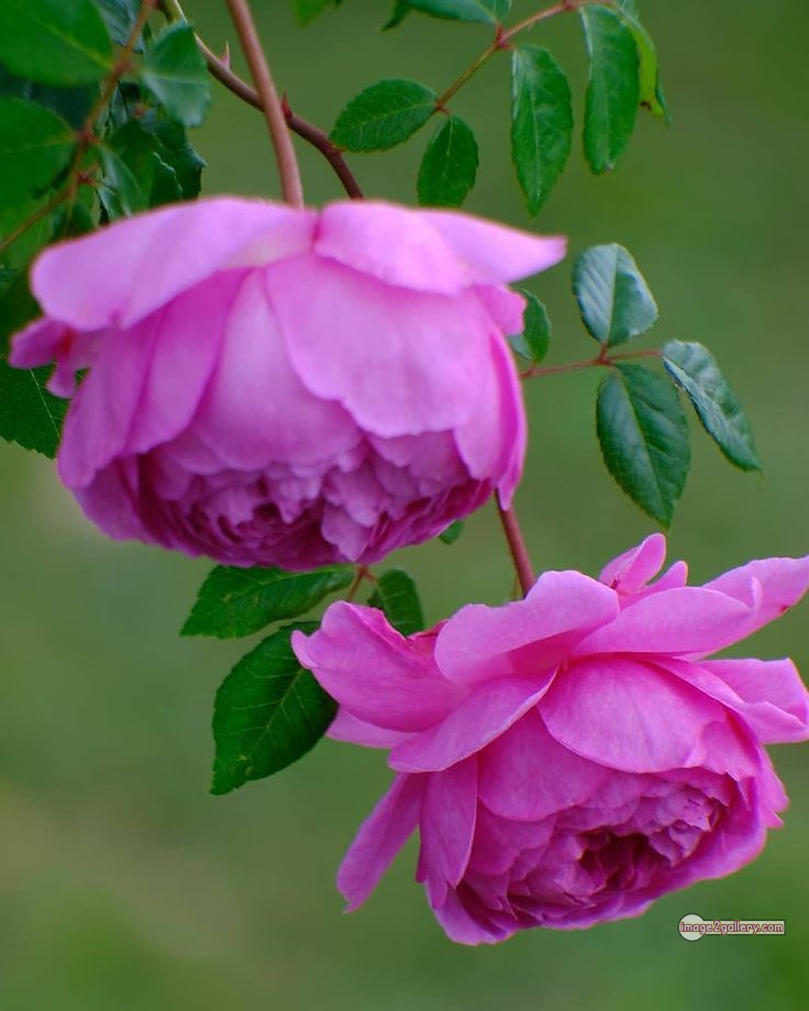 3300+ Beautiful Rose Flowers Image | Rose Flower HD Pic Download | 1055 pink rose light -(14)