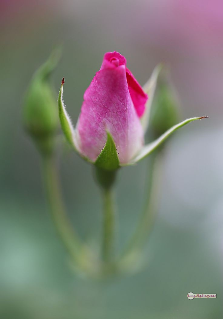 3300+ Beautiful Rose Flowers Image | Rose Flower HD Pic Download | 1022 pink rose light -(15)