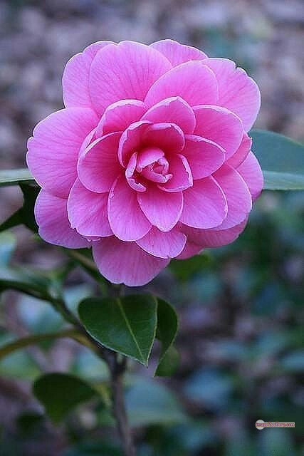 3300+ Beautiful Rose Flowers Image | Rose Flower HD Pic Download | 1023 pink rose light -(16)