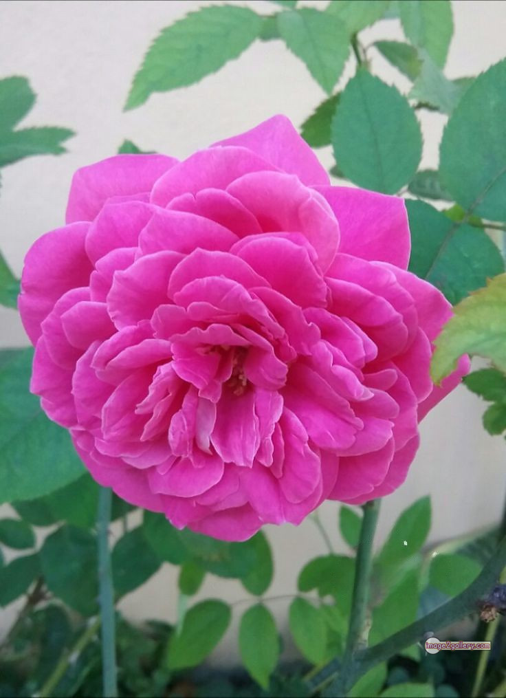 3300+ Beautiful Rose Flowers Image | Rose Flower HD Pic Download | 1801 pink rose light -(17)