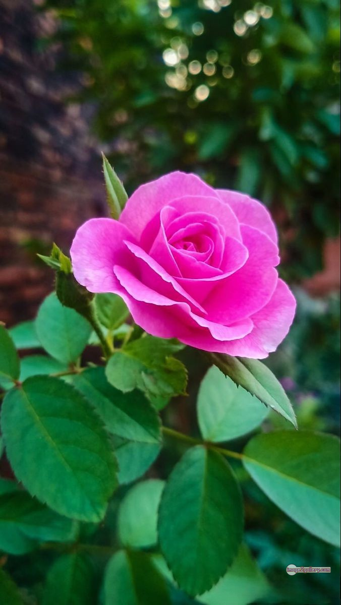3300+ Beautiful Rose Flowers Image | Rose Flower HD Pic Download | 1604 pink rose light -(18)