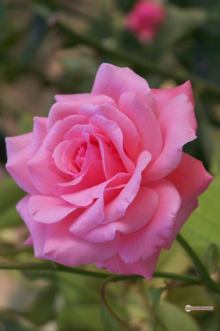 3300+ Beautiful Rose Flowers Image | Rose Flower HD Pic Download | 1072 pink rose light -(19)