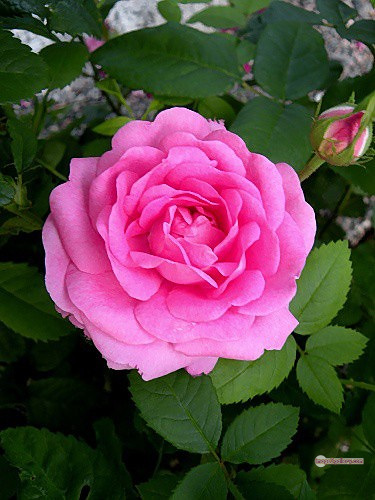 3300+ Beautiful Rose Flowers Image | Rose Flower HD Pic Download | 1056 pink rose light -(2)