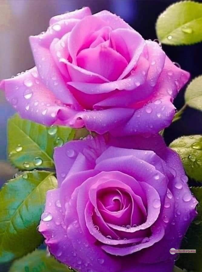 3300+ Beautiful Rose Flowers Image | Rose Flower HD Pic Download | 623 pink rose light -(4)