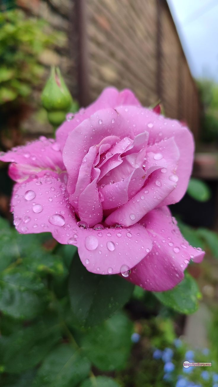 3300+ Beautiful Rose Flowers Image | Rose Flower HD Pic Download | 1029 pink rose light -(5)