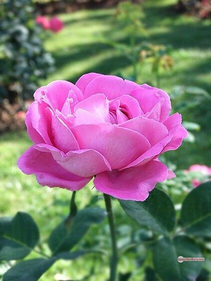 3300+ Beautiful Rose Flowers Image | Rose Flower HD Pic Download | 783 pink rose light -(6)