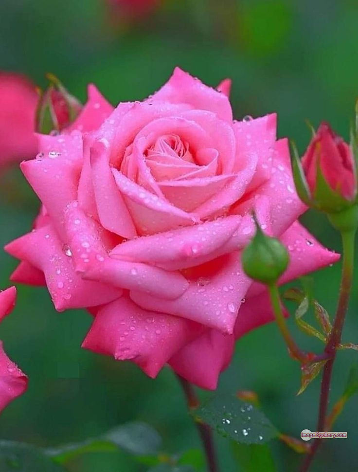 3300+ Beautiful Rose Flowers Image | Rose Flower HD Pic Download | 990 pink rose light -(7)