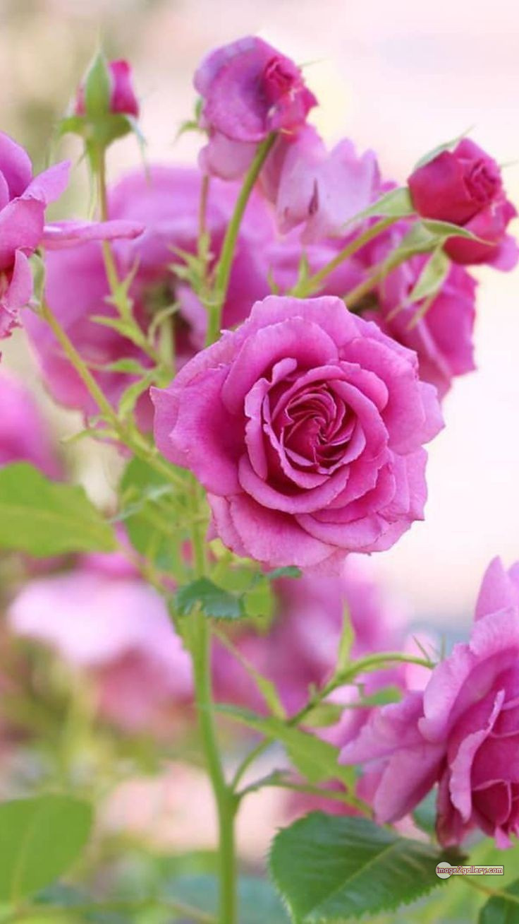 3300+ Beautiful Rose Flowers Image | Rose Flower HD Pic Download | 1654 pink rose light -(8)