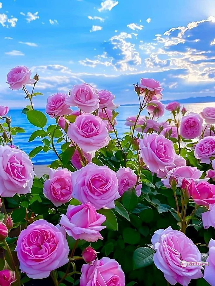 3300+ Beautiful Rose Flowers Image | Rose Flower HD Pic Download | 2211 pink rose light -(9)