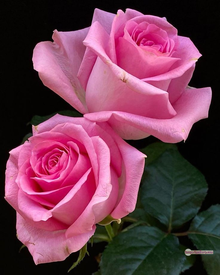 3300+ Beautiful Rose Flowers Image | Rose Flower HD Pic Download | 2108 pink rose white -