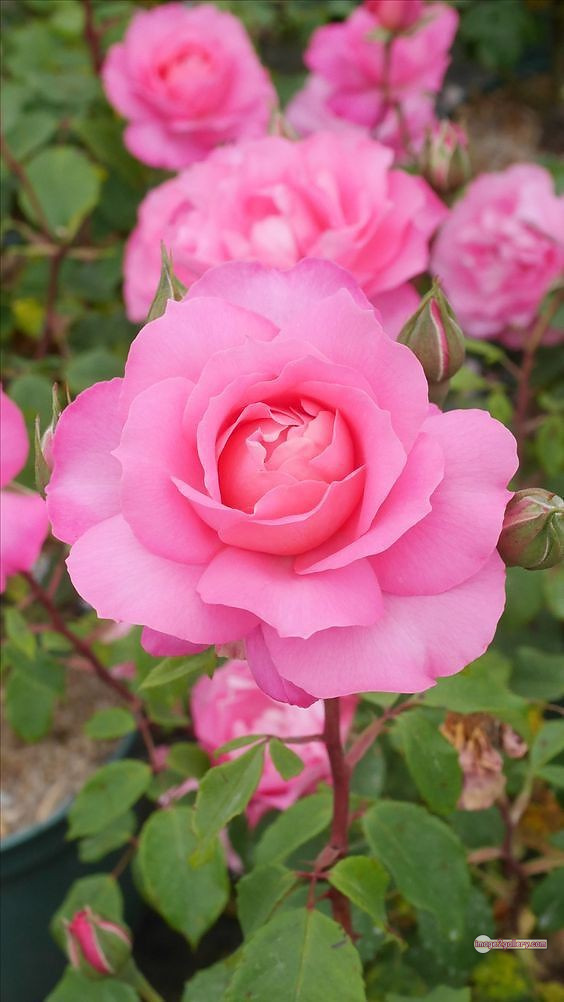3300+ Beautiful Rose Flowers Image | Rose Flower HD Pic Download | 2109 pink rose white -(1)
