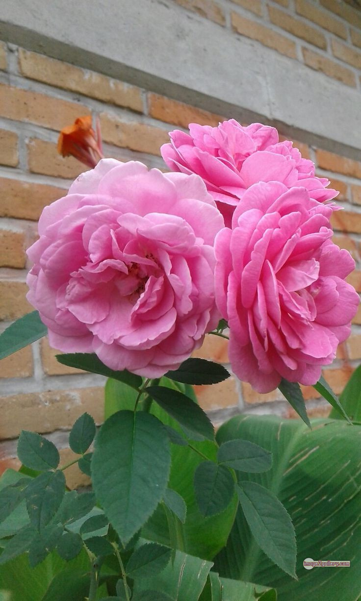 3300+ Beautiful Rose Flowers Image | Rose Flower HD Pic Download | 859 pink rose white -(10)