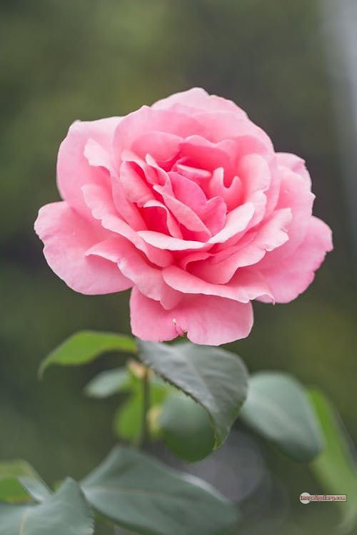 3300+ Beautiful Rose Flowers Image | Rose Flower HD Pic Download | 2110 pink rose white -(12)