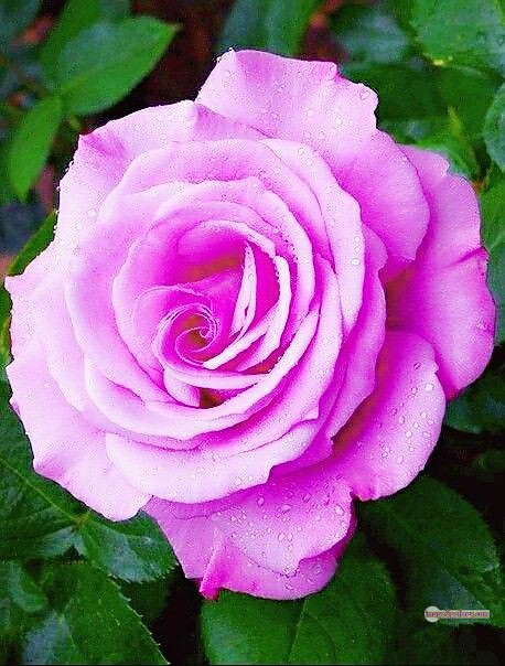 3300+ Beautiful Rose Flowers Image | Rose Flower HD Pic Download | 1885 pink rose white -(2)