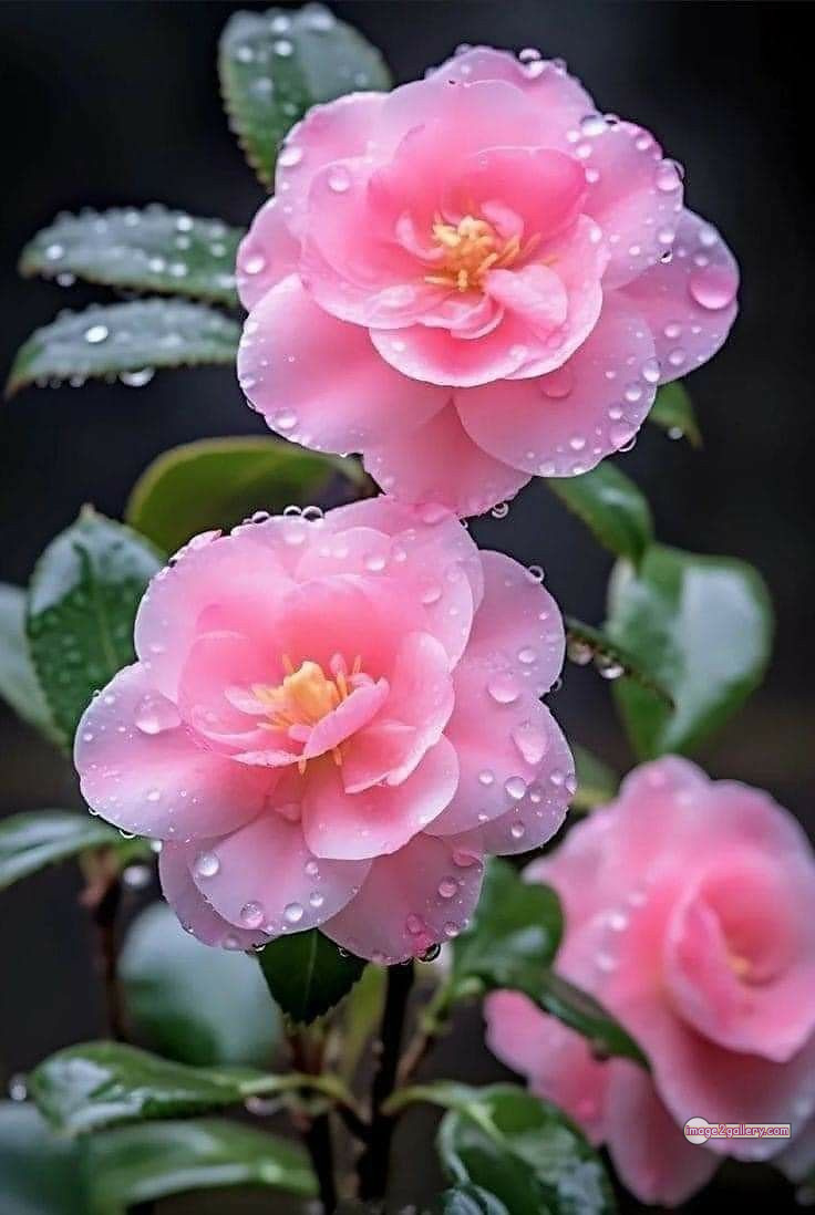 3300+ Beautiful Rose Flowers Image | Rose Flower HD Pic Download | 2107 pink rose white -(3)