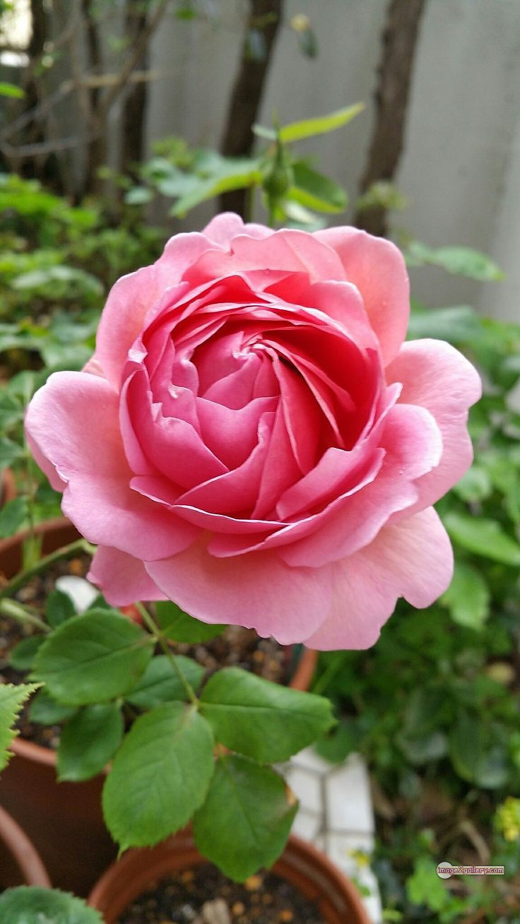 3300+ Beautiful Rose Flowers Image | Rose Flower HD Pic Download | 2065 pink rose white -(4)