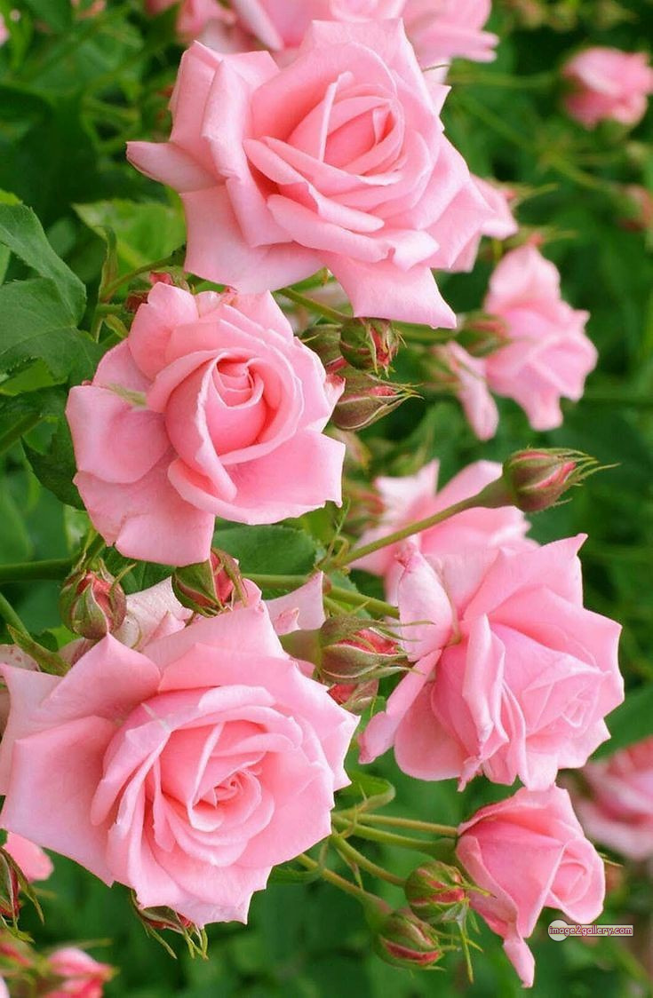 3300+ Beautiful Rose Flowers Image | Rose Flower HD Pic Download | 2105 pink rose white -(6)