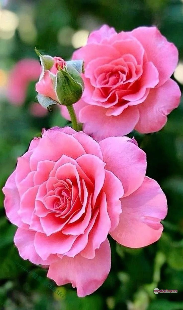 3300+ Beautiful Rose Flowers Image | Rose Flower HD Pic Download | 2139 pink rose white -(7)