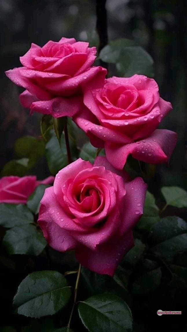 3300+ Beautiful Rose Flowers Image | Rose Flower HD Pic Download | 2263 pink roses -