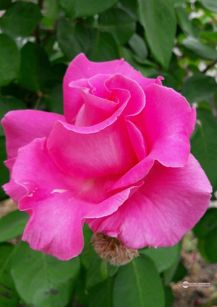 3300+ Beautiful Rose Flowers Image | Rose Flower HD Pic Download | 1792 pink rose's -
