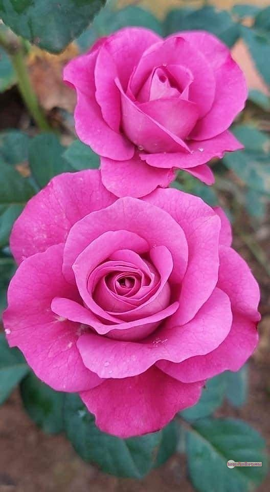 3300+ Beautiful Rose Flowers Image | Rose Flower HD Pic Download | 865 pink roses -(1)