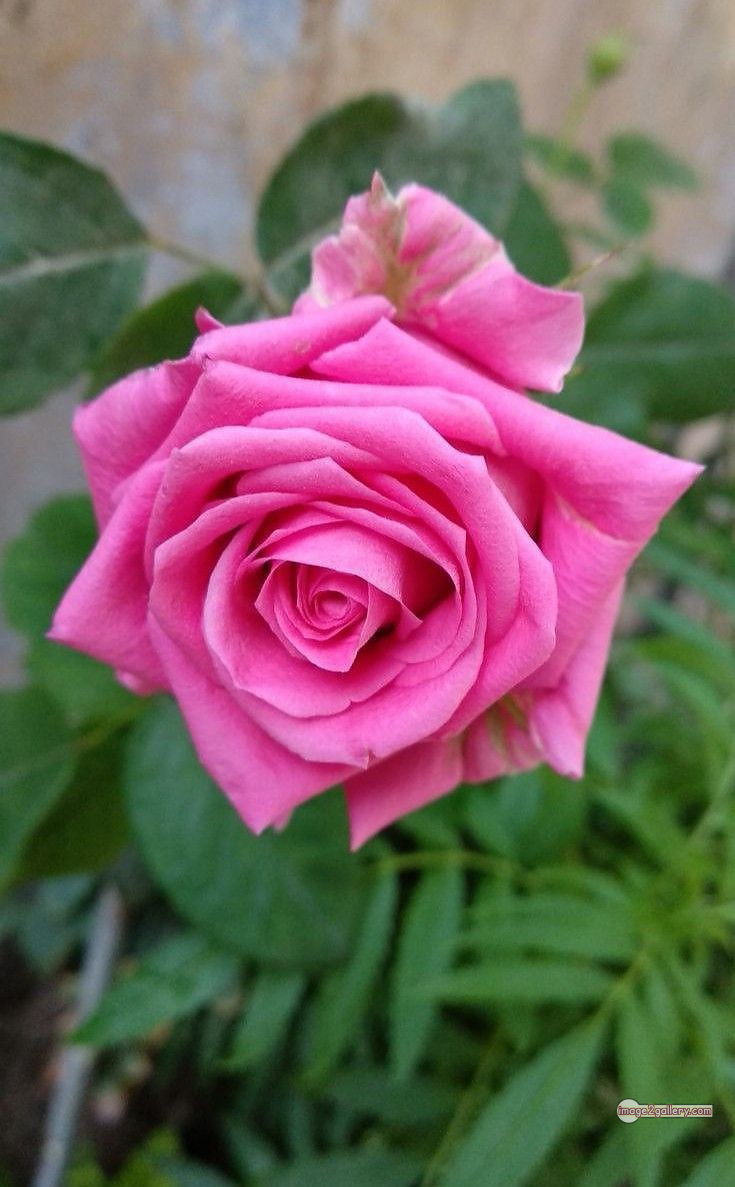 3300+ Beautiful Rose Flowers Image | Rose Flower HD Pic Download | 1113 pink rose's -(1)