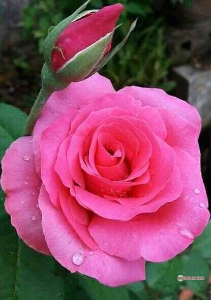 3300+ Beautiful Rose Flowers Image | Rose Flower HD Pic Download | 1740 pink roses -(10)