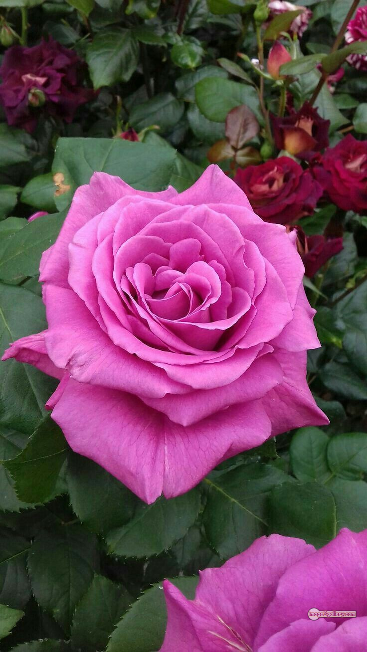 3300+ Beautiful Rose Flowers Image | Rose Flower HD Pic Download | 1170 pink roses -(11)