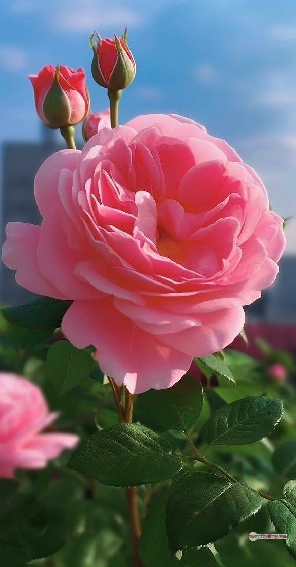 3300+ Beautiful Rose Flowers Image | Rose Flower HD Pic Download | 2362 pink rose's -(12)